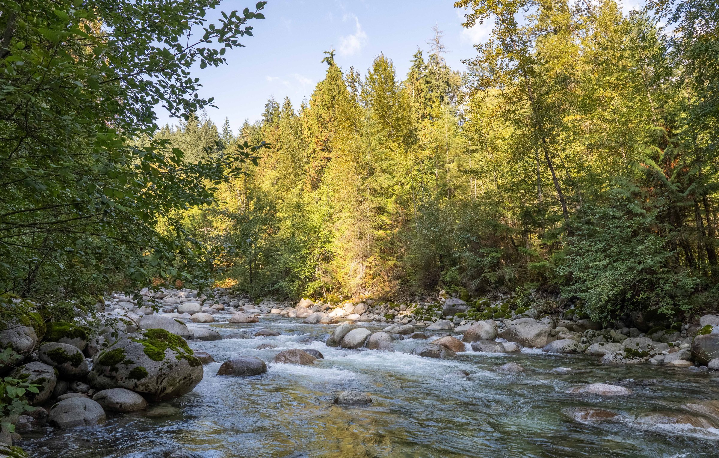 Creek beneath the forest canopy